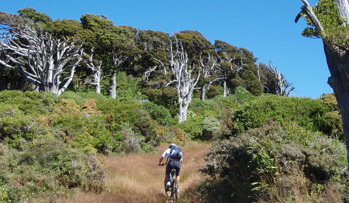 Mountain biking in New Zealand